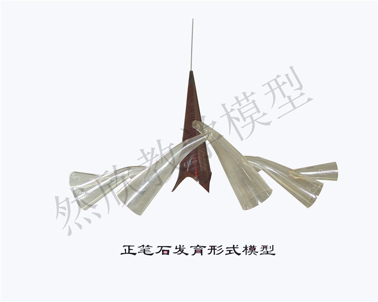 正筆石發(fā)育形式模型