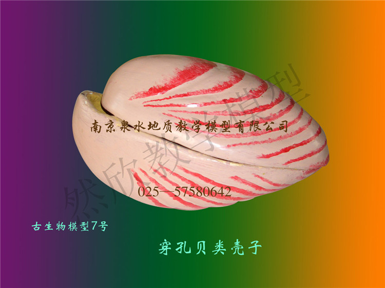 腕足動物穿孔貝類殼子