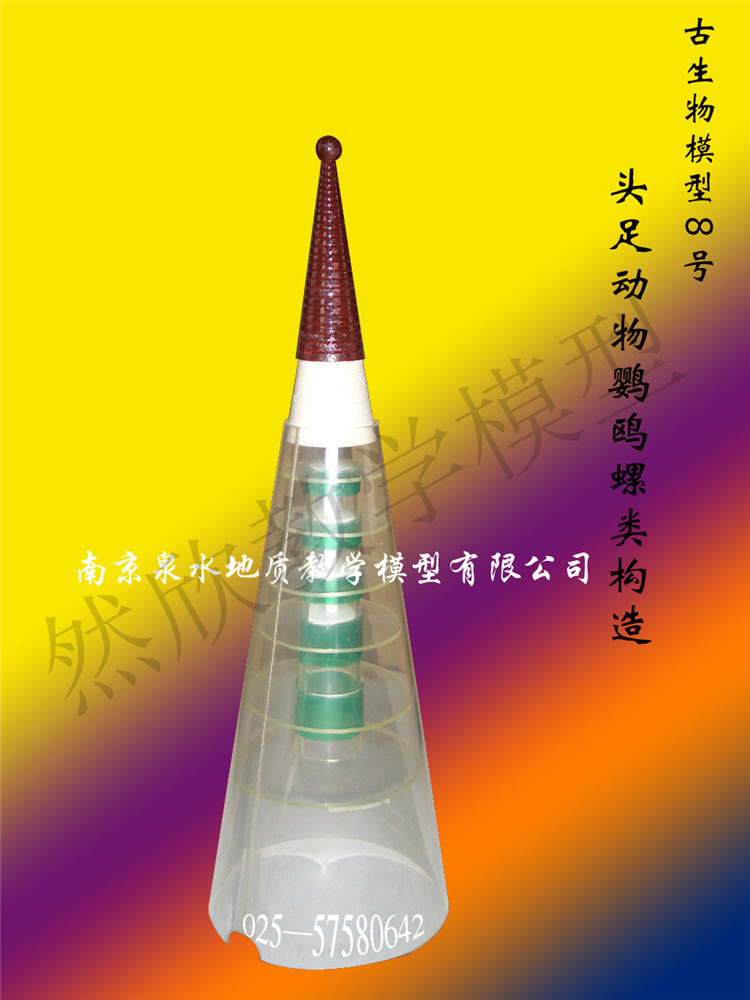 頭足動物鸚鴎螺類構造