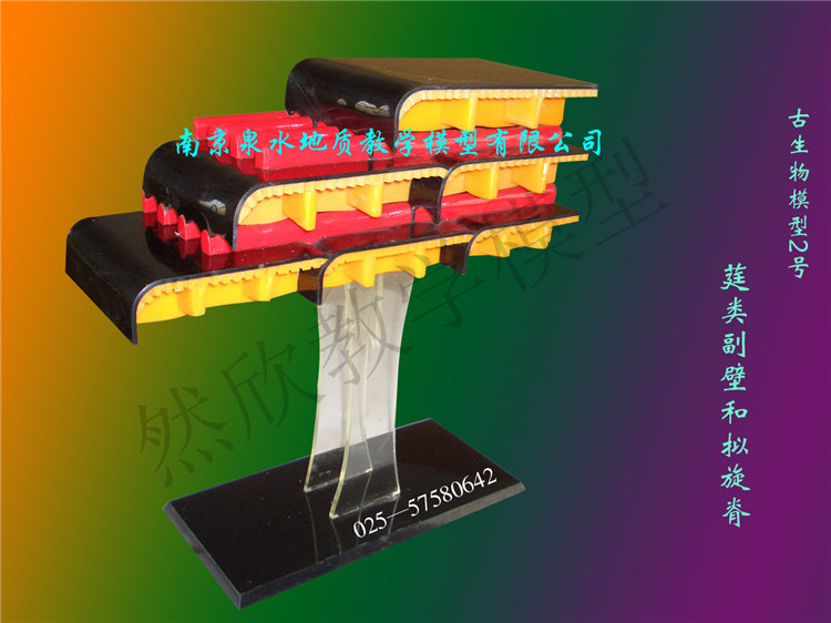 筳類副壁和擬旋脊